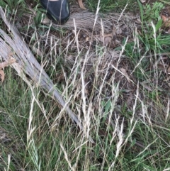 Rytidosperma (genus) (Wallaby Grass) at Red Hill to Yarralumla Creek - 30 Jan 2024 by ruthkerruish