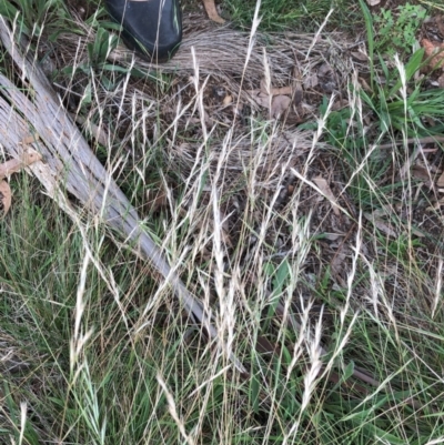 Rytidosperma (genus) (Wallaby Grass) at Red Hill to Yarralumla Creek - 30 Jan 2024 by ruthkerruish