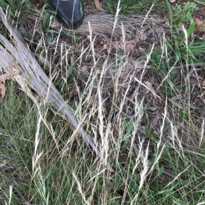 Rytidosperma sp. (Wallaby Grass) at Red Hill to Yarralumla Creek - 30 Jan 2024 by ruthkerruish