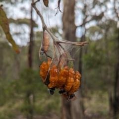 Delias harpalyce (Imperial Jezebel) at Tidbinbilla Nature Reserve - 29 Jan 2024 by Mungo