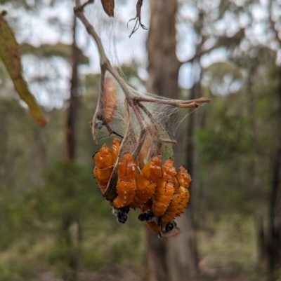 Delias harpalyce (Imperial Jezebel) at Tidbinbilla Nature Reserve - 29 Jan 2024 by Mungo