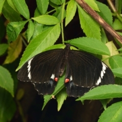 Papilio aegeus (Orchard Swallowtail, Large Citrus Butterfly) at Downer, ACT - 29 Jan 2024 by RobertD