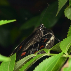 Papilio aegeus at Downer, ACT - 30 Jan 2024