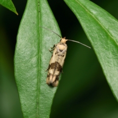 Prays parilis (Lemon Bud Moth) at Downer, ACT - 29 Jan 2024 by RobertD