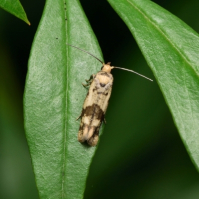 Prays parilis (Lemon Bud Moth) at Downer, ACT - 29 Jan 2024 by RobertD