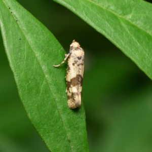 Prays parilis at Downer, ACT - 29 Jan 2024