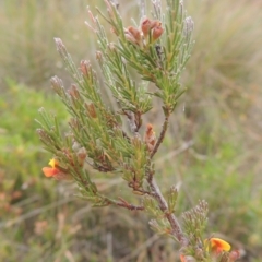 Dillwynia sericea (Egg And Bacon Peas) at Bonner, ACT - 4 Nov 2023 by michaelb