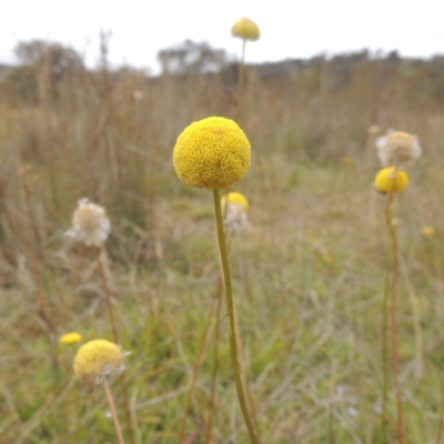 Craspedia variabilis (Common Billy Buttons) at Bonner, ACT - 4 Nov 2023 by MichaelBedingfield