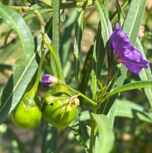 Solanum linearifolium at Lake Burley Griffin West - 30 Jan 2024