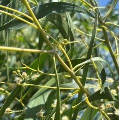 Acacia implexa at Lake Burley Griffin West - 30 Jan 2024