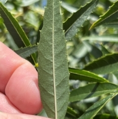 Fraxinus angustifolia (Desert Ash) at Lake Burley Griffin West - 30 Jan 2024 by JimL