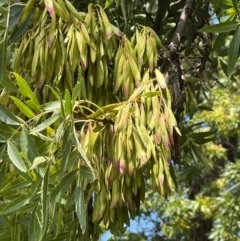 Fraxinus angustifolia at Lake Burley Griffin West - 30 Jan 2024 12:49 PM