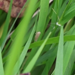 Orosius orientalis at Lyons, ACT - 30 Jan 2024