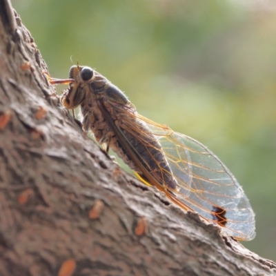 Galanga labeculata (Double-spotted cicada) at Chapman, ACT - 30 Jan 2024 by BarrieR