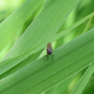 Diptera (order) (Fly - Unidentified) at Lyons, ACT - 30 Jan 2024 by ran452