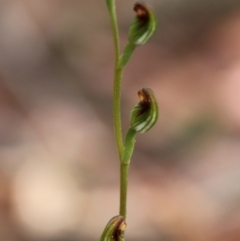 Speculantha rubescens (Blushing Tiny Greenhood) at Captains Flat, NSW - 30 Jan 2024 by Csteele4