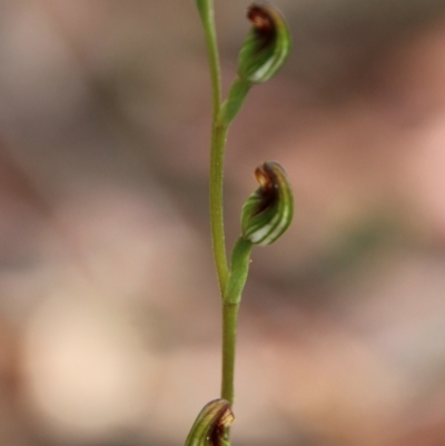 Speculantha rubescens (Blushing Tiny Greenhood) at Captains Flat, NSW - 30 Jan 2024 by Csteele4