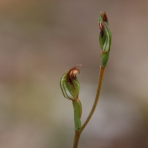 Speculantha rubescens at QPRC LGA - 30 Jan 2024