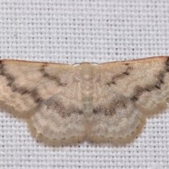 Idaea (genus) (A Geometer Moth) at QPRC LGA - 29 Jan 2024 by DianneClarke