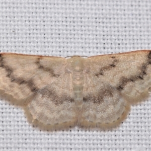 Idaea (genus) at QPRC LGA - 29 Jan 2024