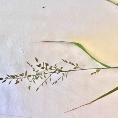 Eragrostis cilianensis (Stinkgrass) at Higgins, ACT - 30 Jan 2024 by Untidy
