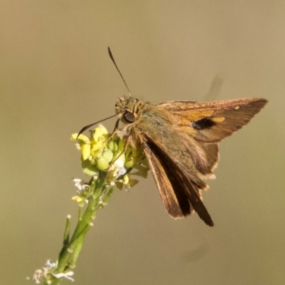 Timoconia flammeata (Bright Shield-skipper) at Mount Ainslie - 29 Jan 2024 by Pirom