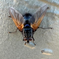 Chetogaster violacea/viridis (complex) (Bristle Fly) at Mount Ainslie - 29 Jan 2024 by Pirom