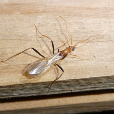 Unidentified Insect at Mongarlowe River - 29 Jan 2024 by arjay