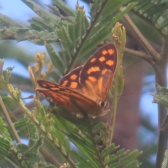 Heteronympha paradelpha (Spotted Brown) at Reidsdale, NSW - 26 Jan 2024 by MatthewFrawley