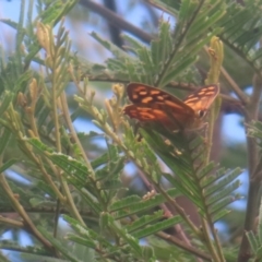 Heteronympha paradelpha at QPRC LGA - 27 Jan 2024 10:10 AM