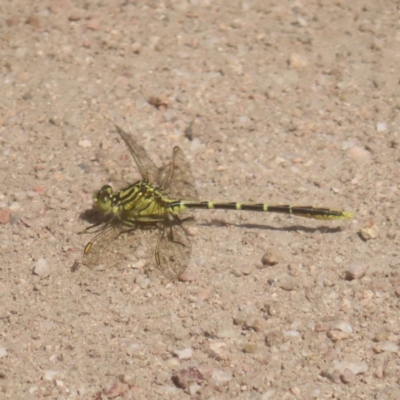 Austrogomphus guerini (Yellow-striped Hunter) at QPRC LGA - 27 Jan 2024 by MatthewFrawley