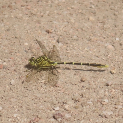 Austrogomphus guerini (Yellow-striped Hunter) at Reidsdale, NSW - 26 Jan 2024 by MatthewFrawley