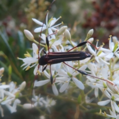 Amphirhoe sloanei (Longicorn or Longhorn beetle) at Reidsdale, NSW - 26 Jan 2024 by MatthewFrawley