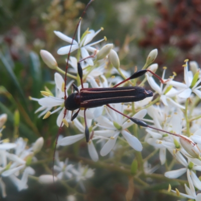 Amphirhoe sloanei (Longicorn or Longhorn beetle) at QPRC LGA - 26 Jan 2024 by MatthewFrawley