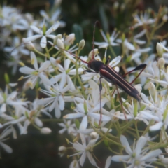 Amphirhoe sloanei at QPRC LGA - 27 Jan 2024