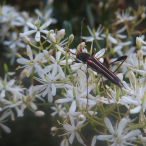 Amphirhoe sloanei at QPRC LGA - 27 Jan 2024