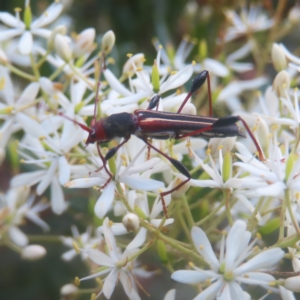 Amphirhoe sloanei at QPRC LGA - 27 Jan 2024