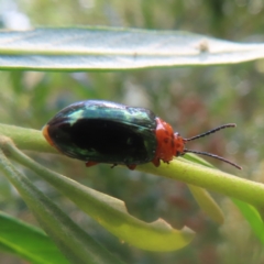 Lamprolina (genus) (Pittosporum leaf beetle) at Reidsdale, NSW - 26 Jan 2024 by MatthewFrawley