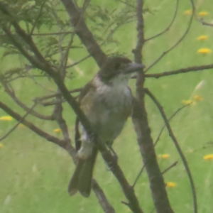 Cracticus torquatus at QPRC LGA - 27 Jan 2024 10:39 AM