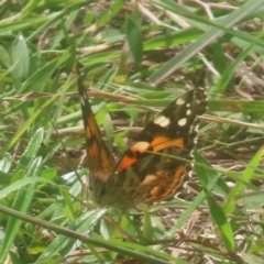 Vanessa kershawi (Australian Painted Lady) at Reidsdale, NSW - 27 Jan 2024 by MatthewFrawley