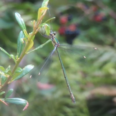 Synlestes weyersii tillyardi (Bronze Needle) at Reidsdale, NSW - 27 Jan 2024 by MatthewFrawley