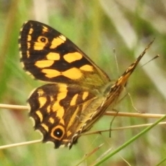 Oreixenica kershawi (Striped Xenica) at Tidbinbilla Nature Reserve - 29 Jan 2024 by JohnBundock