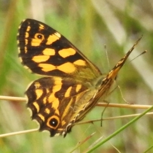 Oreixenica kershawi at Tidbinbilla Nature Reserve - 30 Jan 2024