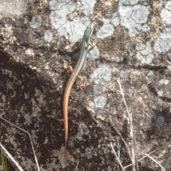 Ctenotus taeniolatus (Copper-tailed Skink) at McQuoids Hill - 30 Jan 2024 by HelenCross