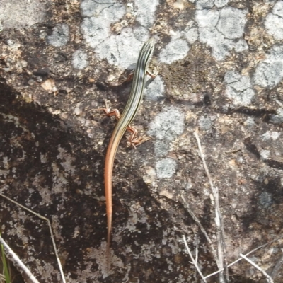 Ctenotus taeniolatus (Copper-tailed Skink) at McQuoids Hill - 30 Jan 2024 by HelenCross