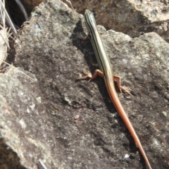 Ctenotus taeniolatus at McQuoids Hill - 30 Jan 2024 10:56 AM