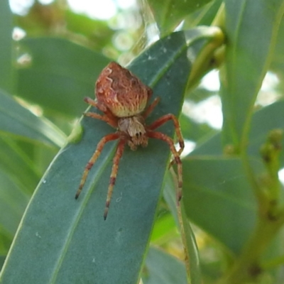 Salsa fuliginata (Sooty Orb-weaver) at McQuoids Hill - 30 Jan 2024 by HelenCross