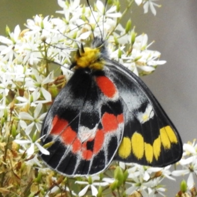 Delias harpalyce (Imperial Jezebel) at Tidbinbilla Nature Reserve - 30 Jan 2024 by JohnBundock