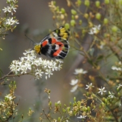 Delias harpalyce at Tidbinbilla Nature Reserve - 30 Jan 2024 10:30 AM