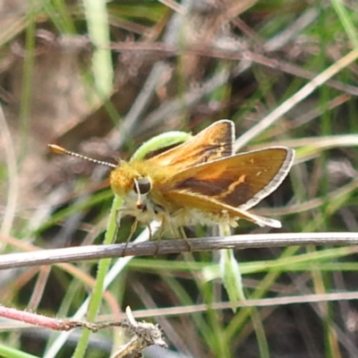 Taractrocera papyria (White-banded Grass-dart) at McQuoids Hill NR (MCQ) - 30 Jan 2024 by HelenCross